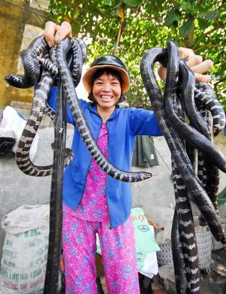 Chị Ngô Thị Ngon, ở huyện Thoại Sơn – An Giang cũng dùng cả hai tay trần bắt rắn để bán cho khách hàng. Những con rắn này là loại rắn trung, chúng cắn rất độc, nhưng chị cứ "tỉnh bơ" như không có vấn đề gì, còn biểu diễn cho khách xem.
